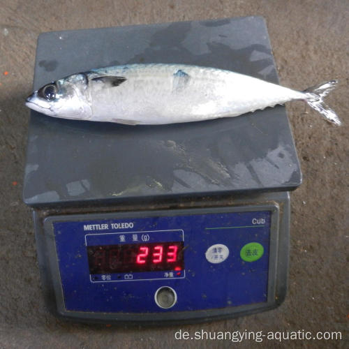 Gefrorener Fischmakrele 300 500G Scomber japonicus